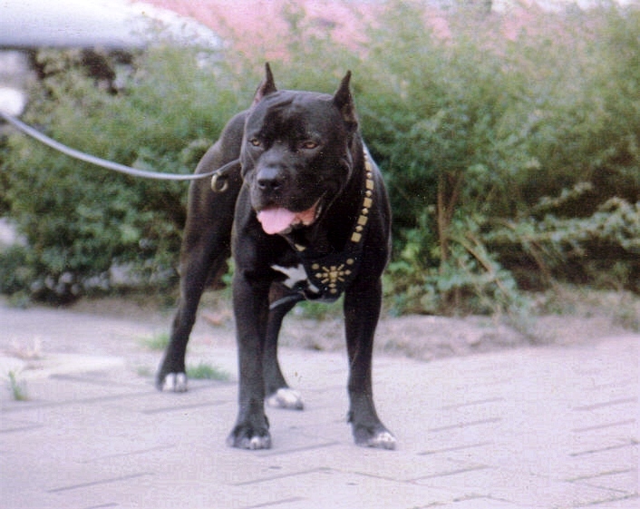 red cross bandog