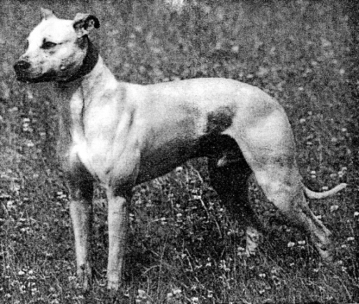 Pitbull X Greyhound