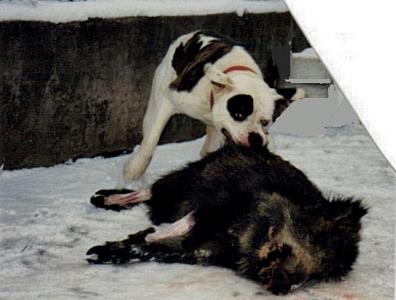 ZW BEAR WITH BOAR