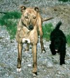 LURCHER AND PATTERDALE
