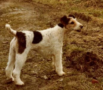 FOXTERRIER SUSI.jpg