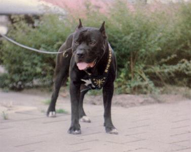 BANDOG INU.jpg