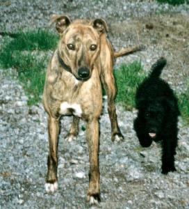LURCHER AND PATTERDALE