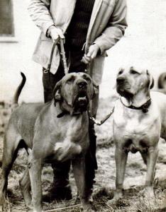 FILA BRASILEIRO ALDO