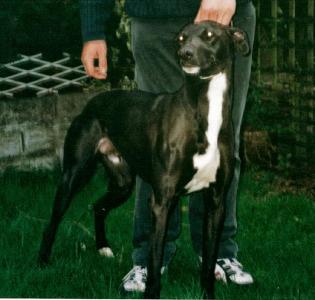 PB-GREYHOUND-LURCHER